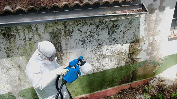 Mold Remediation service in Edgewater, Edgewater, MD